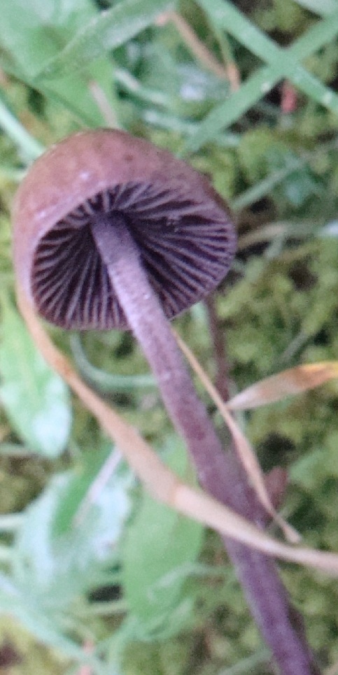 Magic Mushroom - Entonnoir champignon rouge