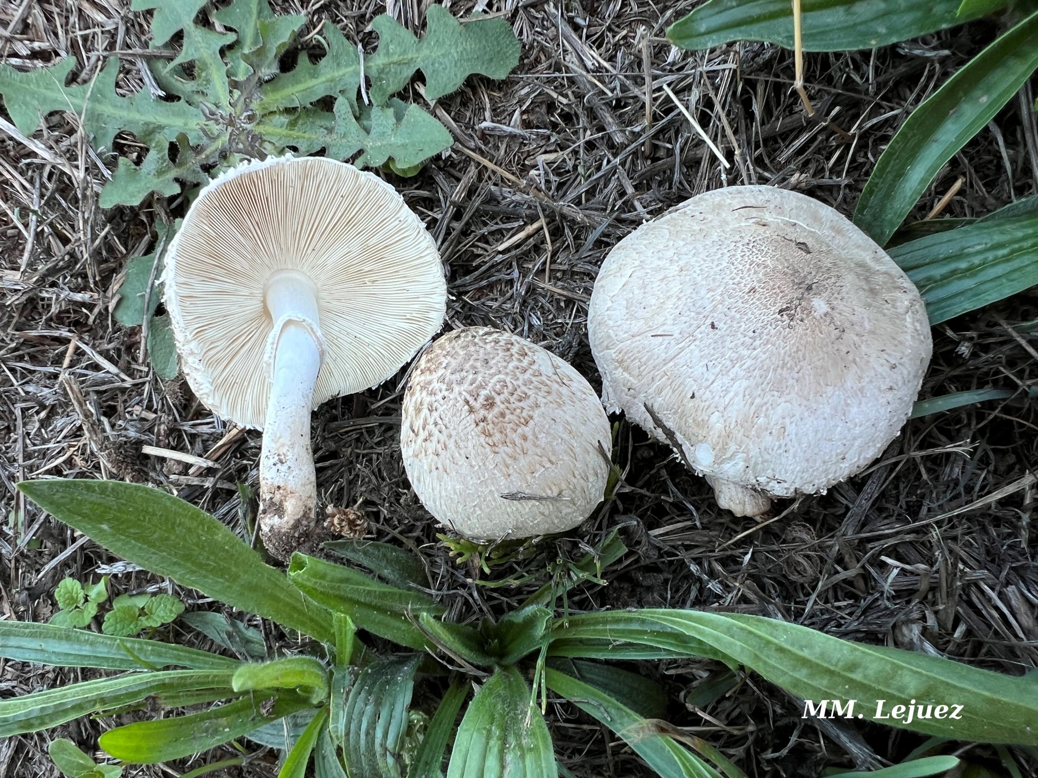 Leucoagaricus barrsi